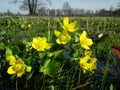 Marigolds, Caltha palustris, yellow flowers blooming on a boggy meadow