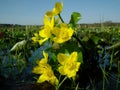 Marigolds, Caltha palustris, yellow flowers blooming in spring on a boggy meadow.