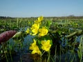 Marigolds, Caltha palustris, yellow flowers blooming in spring