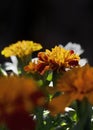 Marigolds for companion planting