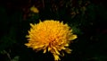 Marigolds or tagetes marigolds are beautiful autumn flowers.