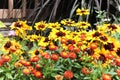 Marigolds and daisies