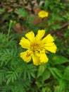 Das pethiya yellow flower in sri lanka. Royalty Free Stock Photo
