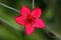 Red mini carnation- Marigolds Dianthus deltoides is a richly flowering carnation Royalty Free Stock Photo
