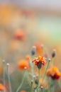 Marigolds with dry stems on background of flowers and grass. Natural background with copy space. Orange and burgundy petals of Royalty Free Stock Photo