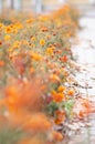 Marigolds with dry stems on background of flowers and grass. Natural background with copy space. Orange and burgundy petals of Royalty Free Stock Photo