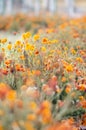 Marigolds with dry stems on background of flowers and grass. Natural background with copy space. Orange and burgundy petals of Royalty Free Stock Photo