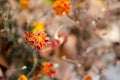 Marigolds with dry stems on background of flowers and grass. Natural background with copy space. Orange and burgundy petals of Royalty Free Stock Photo