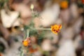 Marigolds with dry stems on background of flowers and grass. Natural background with copy space. Orange and burgundy petals of Royalty Free Stock Photo