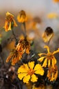 Marigolds with dry stems on background of flowers and grass. Natural background with copy space. Orange and burgundy petals of Royalty Free Stock Photo