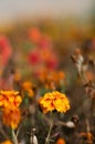 Marigolds with dry stems on background of flowers and grass. Natural background with copy space. Orange and burgundy petals of Royalty Free Stock Photo
