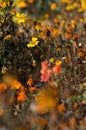 Marigolds with dry stems on background of flowers and grass. Natural background with copy space. Orange and burgundy petals of Royalty Free Stock Photo