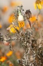 Marigolds with dry stems on background of flowers and grass. Natural background with copy space. Orange and burgundy petals of Royalty Free Stock Photo