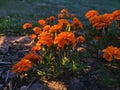 Marigolds at Dusk