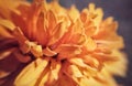 Marigolds floral petals, yellow marigold flower macro closeup abstract background Royalty Free Stock Photo