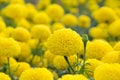 Marigolds flower fields Royalty Free Stock Photo