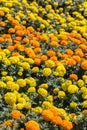 Marigolds flowers in different colors Royalty Free Stock Photo