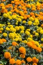 Marigolds flowers in different colors Royalty Free Stock Photo