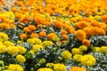 Marigolds flowers in different colors Royalty Free Stock Photo