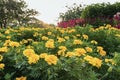 Marigolds flowers in garden Royalty Free Stock Photo