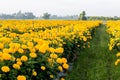 Marigolds flowers