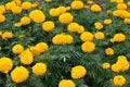 Marigolds flowers