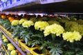 Marigolds flowers. potted flowers. concept gardening. lots yellow marigolds daisies on the store shelves.