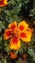 Marigolds frower bloom Royalty Free Stock Photo