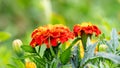 Marigolds in the garden close up on a blurred background Royalty Free Stock Photo