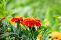 Marigolds in the garden close up on a blurred background Royalty Free Stock Photo