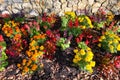 Marigolds garden path wall fall leaves shadows