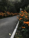 Marigolds grow along a dark asphalt path Royalty Free Stock Photo