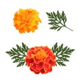 Marigolds isolated on white