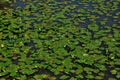 Water lily with marigolds on pond water background