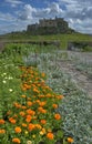 Marigolds and Lindisfarne castle