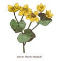 Marigolds marsh. Wild yellow spring flowers Royalty Free Stock Photo
