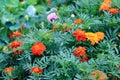 Marigolds, the most unusual flowers their bright buds are always visible on the green flower bed