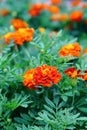 Marigolds, the most unusual flowers their bright buds are always visible on the green flower bed