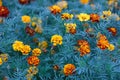 Marigolds orange-red flowers, top view. The Latin name is Tagetes patula