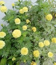 Marigolds are a popular and vibrant flowering plant known for their bright orange and yellow blossoms