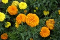 Marigolds.