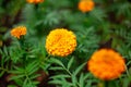 Marigolds, Tagetes erecta flowers in the garden.