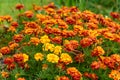 Marigolds Tagetes erecta, Mexican marigold, Aztec marigold, African marigold