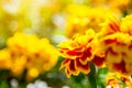 Marigolds Tagetes erecta, Mexican marigold, Aztec marigold, African marigold.