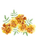 Marigolds Tagetes erecta, Mexican marigold, Aztec marigold Royalty Free Stock Photo