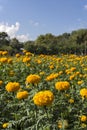 Marigolds Tagetes erecta, Mexican marigold, Aztec marigold, Afr