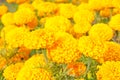 Marigolds