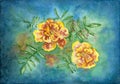 Marigolds Tagetes erecta, Mexican marigold. Watercolor illustration.