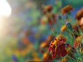 Marigolds tagetes in the flower-bed on sunset