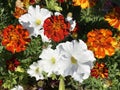 Marigolds (Tagetes) and white petunia, background